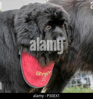 Rescue Dogs at Bolesworth, Cheshire, UK. The Newfoundland a large, strong rescue dog experience in open water. These animals were originally used as working dogs to pull nets for fishermen and haul wood. Newfs or 'Newfies' have webbed paws and a water-resistant coat. Stock Photo