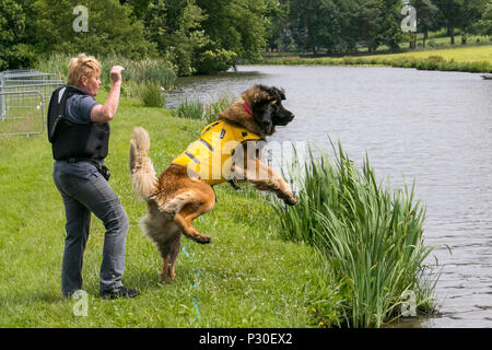 Rescue Dogs at Bolesworth, Cheshire, UK. The Newfoundland a large, strong rescue dog experience in open water. These animals were originally used as working dogs to pull nets for fishermen and haul wood. Newfs or 'Newfies' have webbed paws and a water-resistant coat. Stock Photo