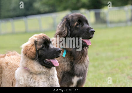 Rescue Dogs at Bolesworth, Cheshire, UK. The Newfoundland a large, strong rescue dog experience in open water. These animals were originally used as working dogs to pull nets for fishermen and haul wood. Newfs or 'Newfies' have webbed paws and a water-resistant coat. Stock Photo