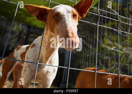 An Ibizan Hound sticking his head out through a fence in Formentera (Pityusic Islands, Balearic Islands, Spain) Stock Photo