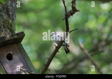 Beautiful male Collared Flycatcher, Ficedula Albicollis, by his nesting box Stock Photo