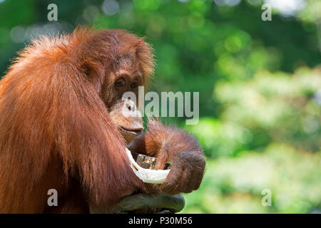 Wild Borneo Orangutan Stock Photo