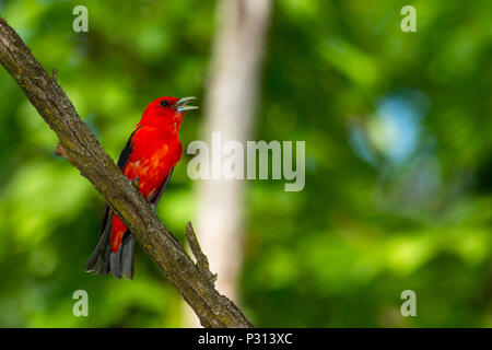 Scarlet Tanager  National Geographic