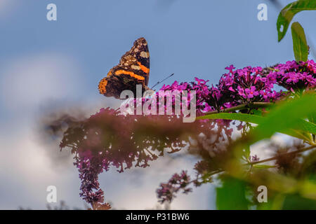 A 'Vanessa Atalanta' butterfly is sitting on a 'Buddleia Davidii', better known as the butterfly-bush. It loves the nectar of the purple flowers. Stock Photo