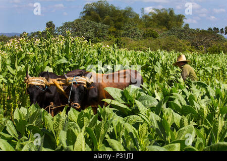Tobacco plantation in Pinar del Rio Cuba, farmer uses pair of oxen in the labor. Most of the work is done manually. Ecological agricultural practice. Stock Photo