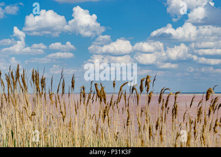 The cloudy sky over the pink lake Sasyk-Sivash. Evpatoria, Crimea. Stock Photo