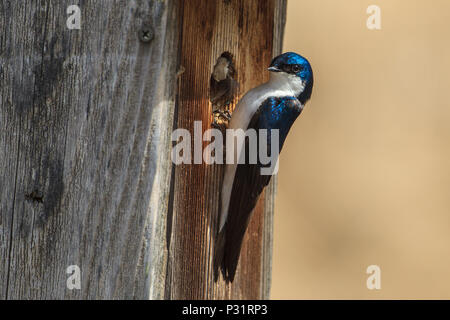 A cute little tree swallow (Tachycineta bicolor) perches on the side of a little bird house at Cougar Bay preserve in Coeur d'Alene, Idaho. Stock Photo