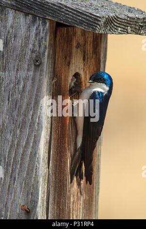 A cute little tree swallow (Tachycineta bicolor) perches on the side of a little bird house at Cougar Bay preserve in Coeur d'Alene, Idaho. Stock Photo