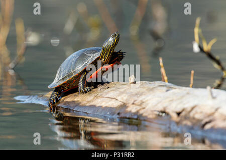 An America Painted turtle (chrysemys picta) basks in the sun on a log on Fernan Lake in Idaho. Stock Photo