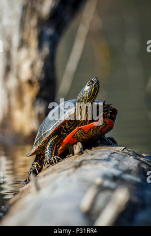 An America Painted turtle (chrysemys picta) basks in the sun on a log on Fernan Lake in Idaho. Stock Photo