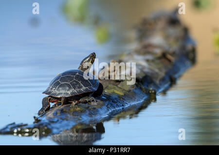 An America Painted turtle (chrysemys picta) basks in the sun on a log on Fernan Lake in Idaho. Stock Photo