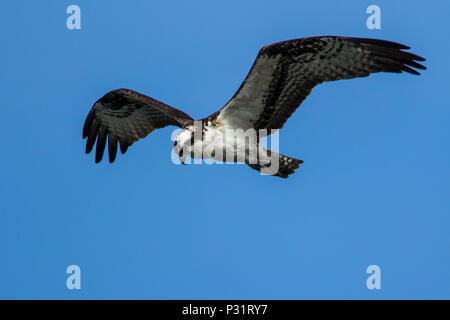 Osprey (pandion haliaetus) soars in the sky above Fernan Lake in north Idaho. Stock Photo