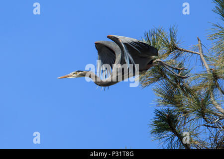 Great blue heron (ardea herodias) flies off from a tree near Fernan Lake in north Idaho. Stock Photo