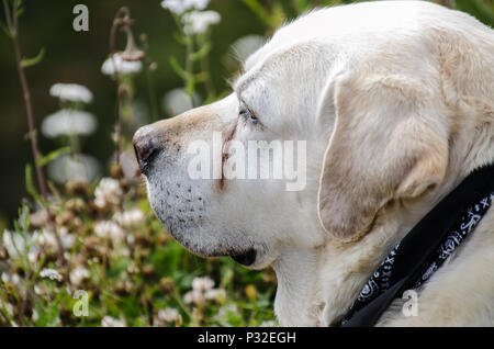 Old labrador dog in field of wildflowers. Portrait of mature labrador, closeup side view of head. Stock Photo