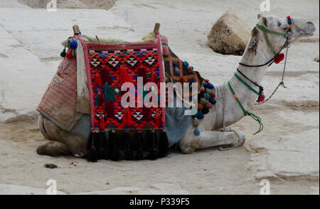 A camel waits amongst the pyramids of Giza, Egypt, Middle East, North Africa Stock Photo