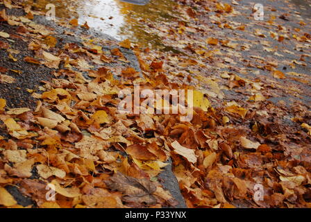 Colourful brown, orange and yellow leaves on the wet ground pavement in London, England, United Kingdom, Europe Stock Photo