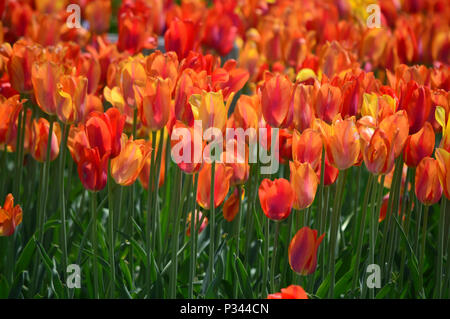 Orange Lion Tulips at Windmill Island Tulip Garden Stock Photo