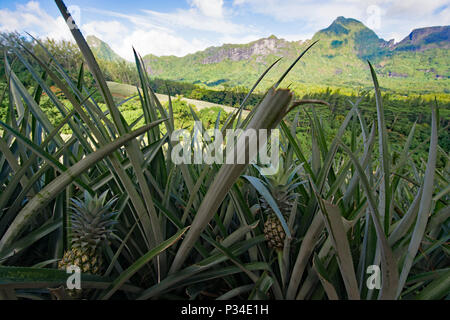 Moorea Stock Photo