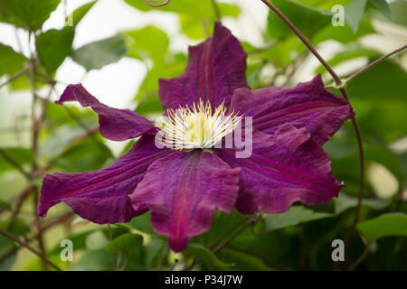 Hybrid Clematis Warsaw Nike growing in a garden in Lancashire North West England UK GB Stock Photo