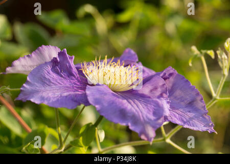 Hybrid Clematis General Sikorski growing in a garden in Lancashire North West England UK GB. Stock Photo