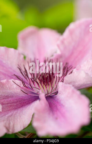Hybrid clematis Hagley Hybrid growing in a garden in Lancashire North West England UK GB. Stock Photo