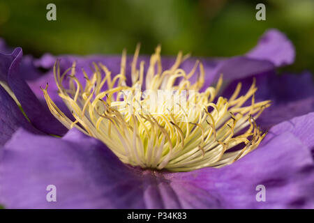 Hybrid Clematis General Sikorski growing in a garden in Lancashire North West England UK GB. Stock Photo