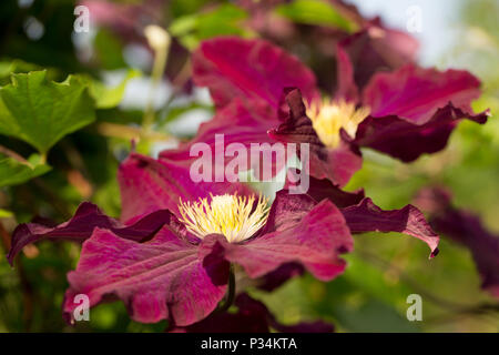 Hybrid Clematis Warsaw Nike growing in a garden in Lancashire North West England UK GB Stock Photo