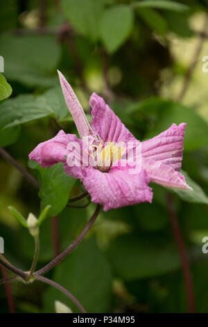 Hybrid clematis Comtesse de Bouchard growing in a garden in Lancashire North West England UK GB Stock Photo