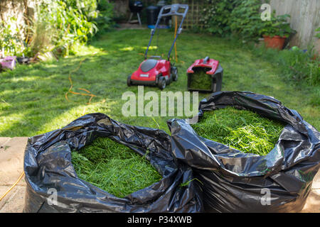 Mowing a household garden lawn with black bag of freshly cut grass clippings waste Stock Photo