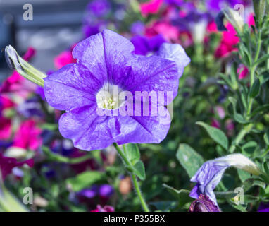 red and violet colorfull petunia flowers -  Petunioideae,  Solanaceae, Solanales Stock Photo
