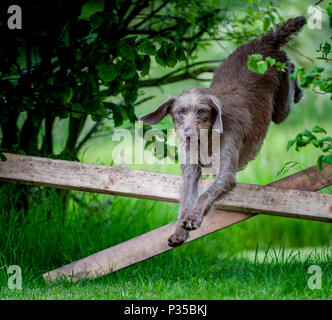A Slovakian Rough Haired Pointer dog jumping a rail fence, during a dog training class on a summers afternoon Stock Photo