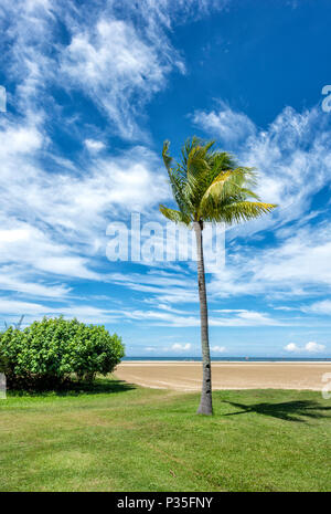 Solitary Palm Tree on the beach at Kota Kinabalu, Borneo, Malaysia Stock Photo