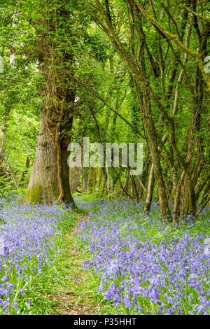 A carpet of bluebells in the New Forest, England Stock Photo - Alamy