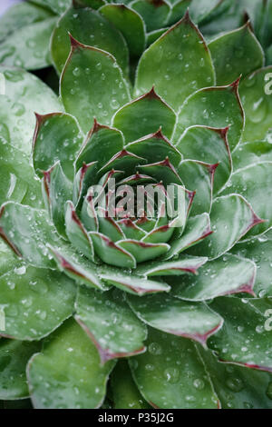 Houseleek, close-up of green pointed leaves covered with morning dew Stock Photo