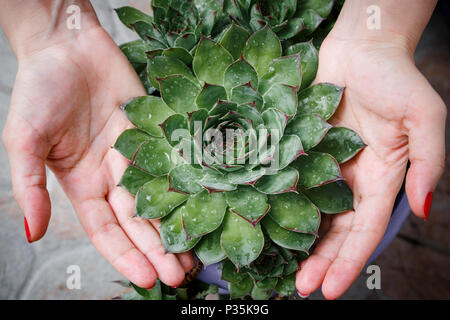 Woman holds Houseleek covered with morning dew Stock Photo