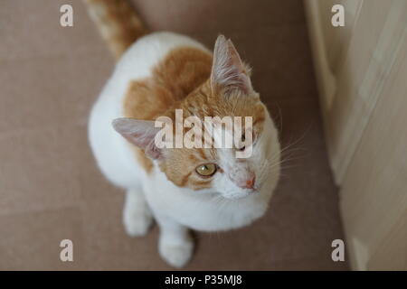 White & Ginger Cat Sat On The floor looking Up Stock Photo