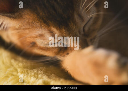 cute abyssinian kitten sleeping on couch, shallow focus Stock Photo