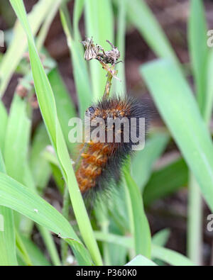 Salt marsh caterpillar moving on grass Stock Photo