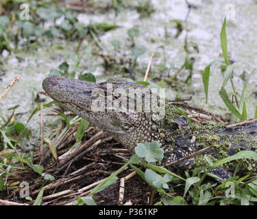 Alligator in profile looking over marshland Stock Photo