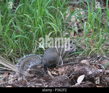 Small Eastern gray squirrel foraging in the grass