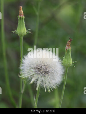 Mature fluffy white Dandelion seed head in field Stock Photo