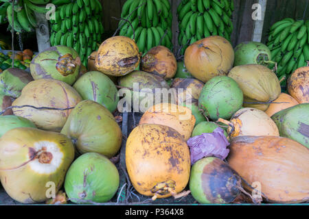 An array of colorful coconuts on a table, with green bananas hanging in the background, at a roadside stand,  in Costa Rica Stock Photo
