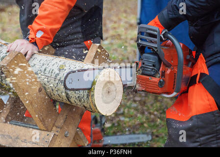 Dangerous work: professional woodcutter in protective overalls saws a log of wood, lying on a stand, with a chainsaw, close-up Stock Photo