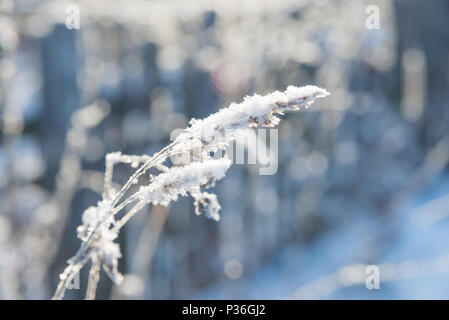 Beautiful white snowflakes on a dried grass at sunny winter day closeup Stock Photo