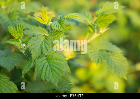 raspberry leaves on bush Stock Photo