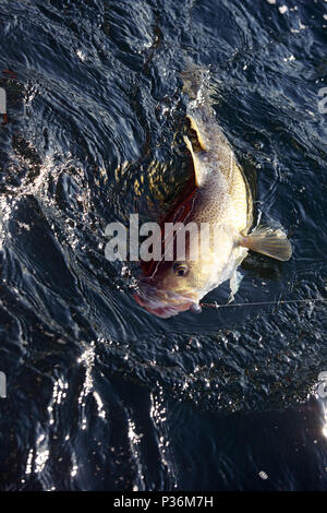 sports, fishing, sea angling, deep-sea fishing, Malindi, Kenya, 70s,  ADDITIONAL-RIGHTS-CLEARANCE-INFO-NOT-AVAILABLE Stock Photo - Alamy