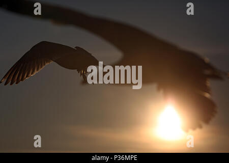 Wismar, Germany, Silhouette, Silbermoewen in flight in the backlight of the sun Stock Photo