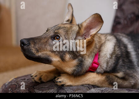 Portrait of a beautiful big dog on the couch Stock Photo