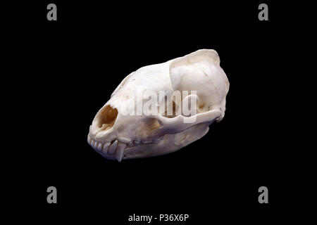 Skull of a European badger (Meles meles) against a plain black background. Stock Photo