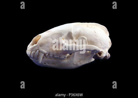 Skull of a European badger (Meles meles) against a plain black background. Stock Photo